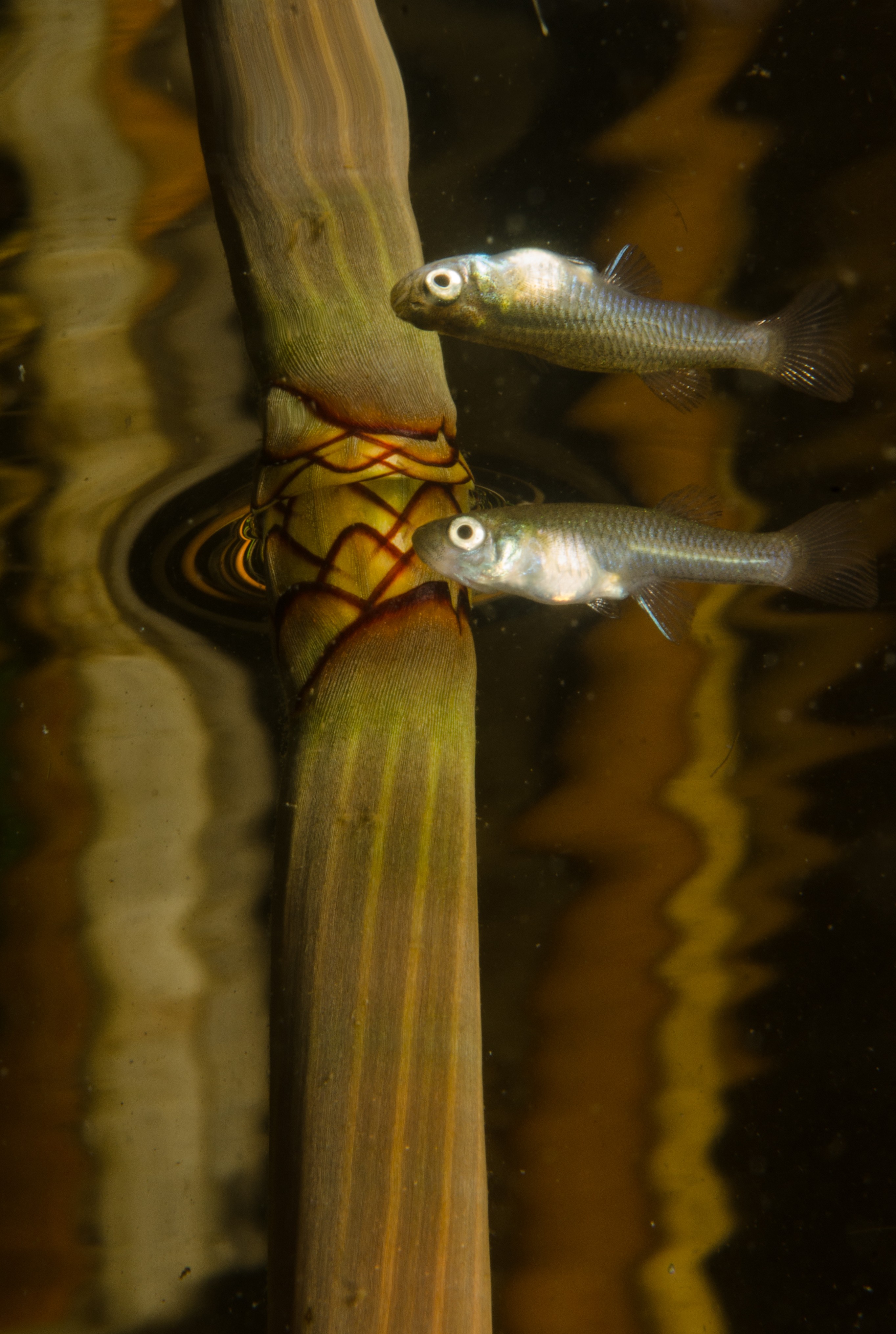 DSC_0861 – Eleocharis sphacelata, Gambusia affinis, Northland NZ., crispin, fish, kuta., mosquito, new, northland, nz, zealand, JAN17